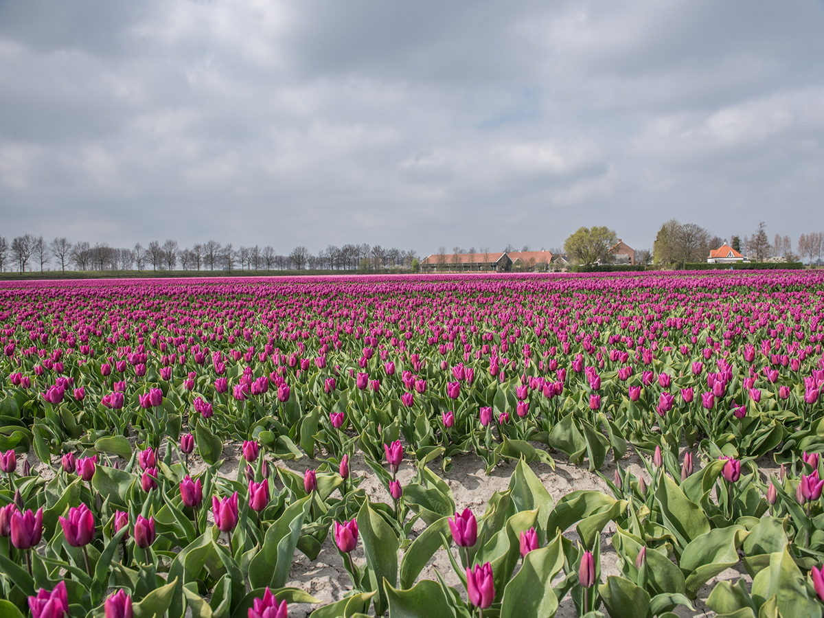 Leven in de Bevelanden