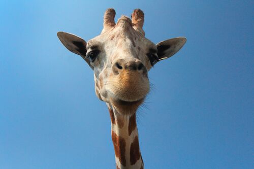 Giraffe - FACET.jpg