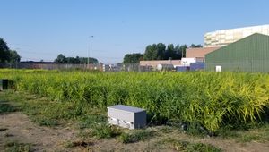 Wetland in summer.jpg